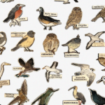 Pines Aves de Chile - Imagen 2